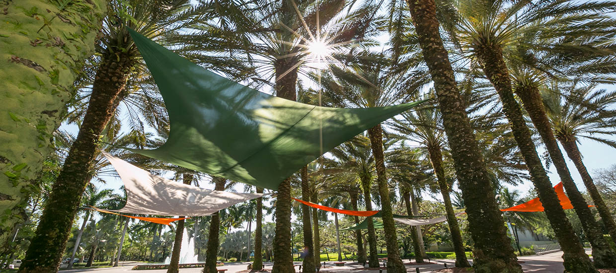 A photo of green and orange hammocks hanging between palm trees at the University of Miami Coral Gables campus.