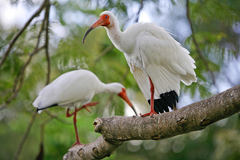 A picture of two Ibis perched in a tree at the University of Miami Coral Gables campus.